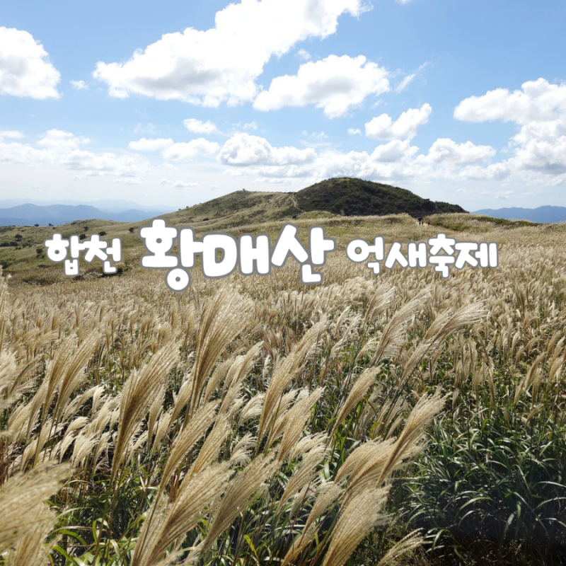 황매산 억새축제 개화 상황
