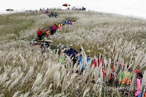 민둥산 억새축제 최단코스 따로 있었네, 주차장 위치랑 셔틀버스까지 총정리