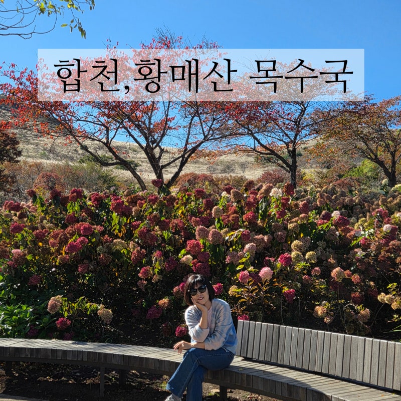 경남 합천 황매산 목수국 붉게 물들어 아직도 볼만했다