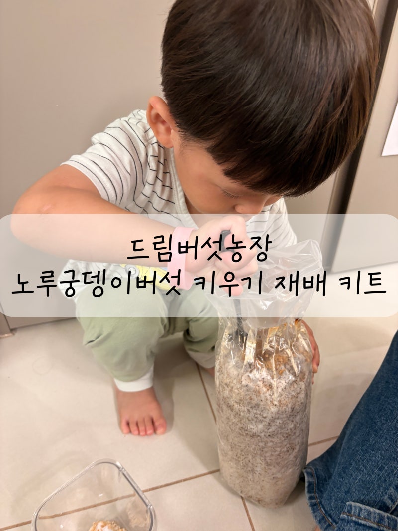 드림버섯농장 노루궁뎅이버섯키우기 키트
