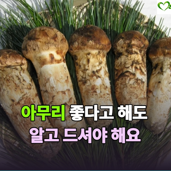"송이버섯 좋다고 많이 먹었는데" 미리 알아둘 효능 먹는 법 주의 사항