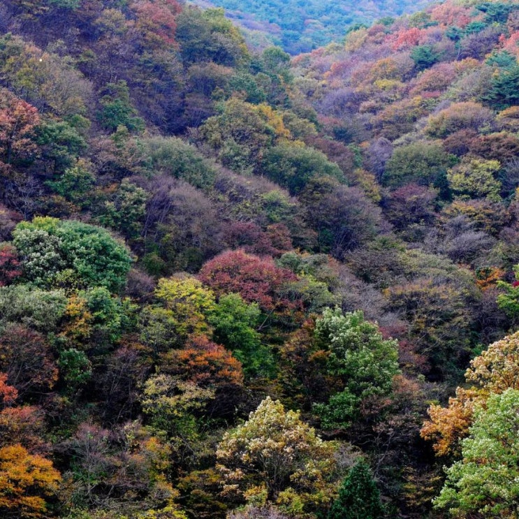 <b>백악산</b> 단풍 절정시기 2026 등산코스 위치 개방 여부 확인하기