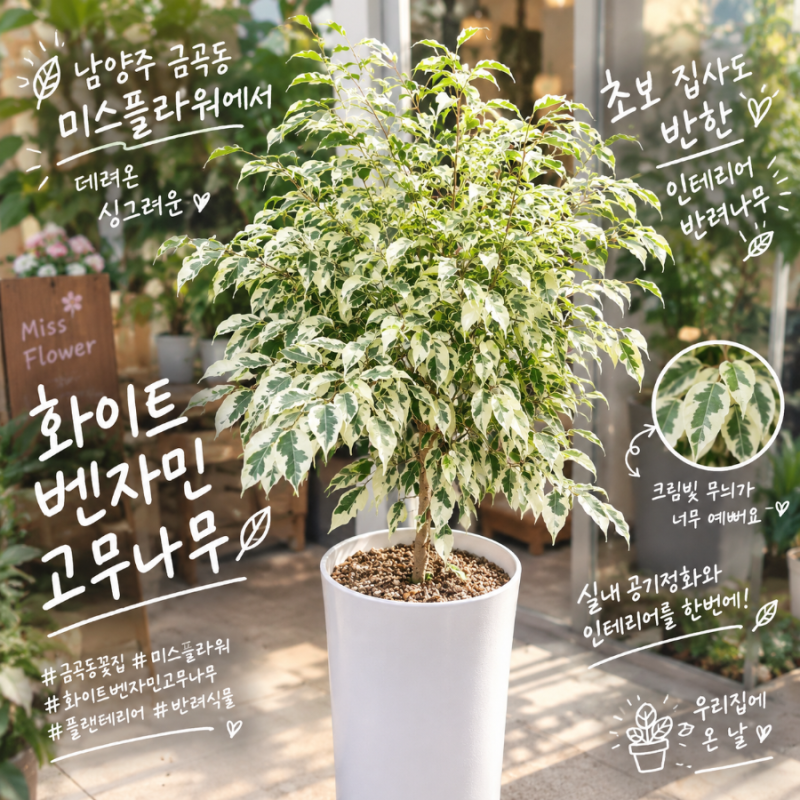 남양주 금곡동 미스플라워 화이트 벤자민 고무나무 내돈내산 후기 플랜테리어와 키우기 꿀....