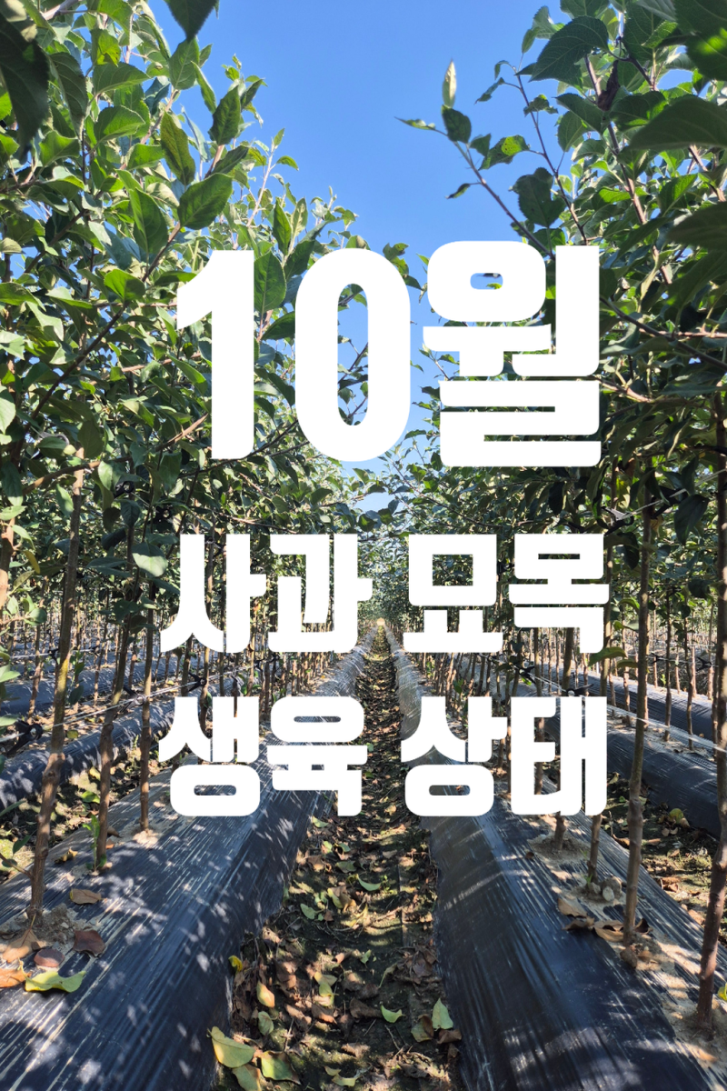 사과 묘목 10월 생육 상태, 직접 키운 묘목 정직하게 판매합니다