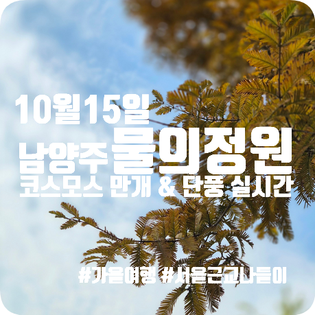 서울 근교 나들이 | 남양주 가볼 만한 곳 | 물의정원 10월 15일 단풍 및 황화코스모스 만개 실....