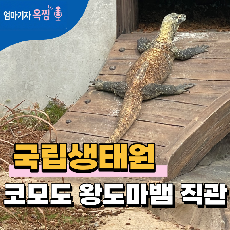서천 국립생태원 CITES 밀수 적발 코모도 왕도마뱀 직관