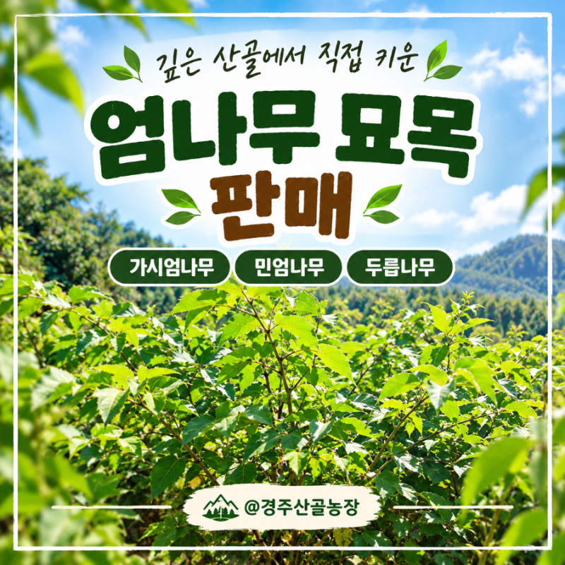 엄나무 묘목 판매, 민엄나무 전국택배 - 엄나무 전문농장