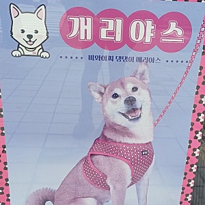 BYC 비와이씨 댕댕이 개리야스 매장 실물 사진