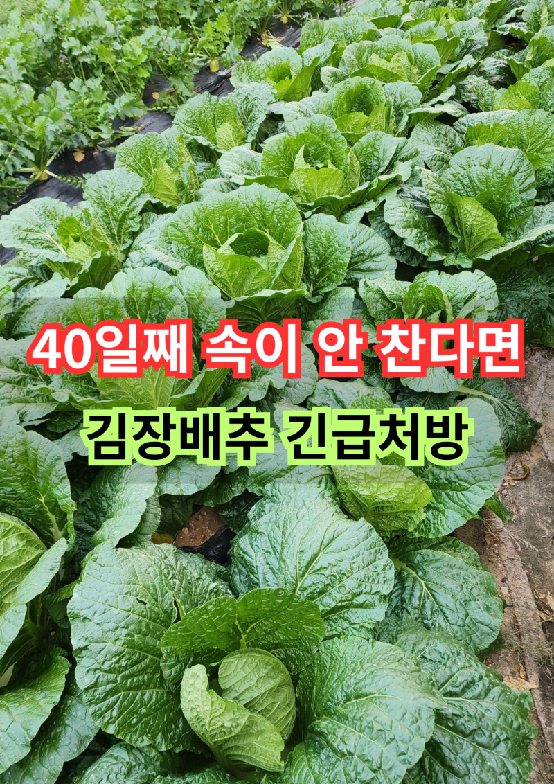 김장배추 40일 명품배추 실패? 배추결구 긴급처방 2가지