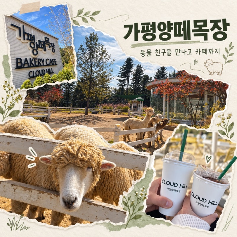 가평 양떼목장 아이와 가볼만한곳 추천｜가격, 주차, 카페, 먹이주기, 수국정원 후기