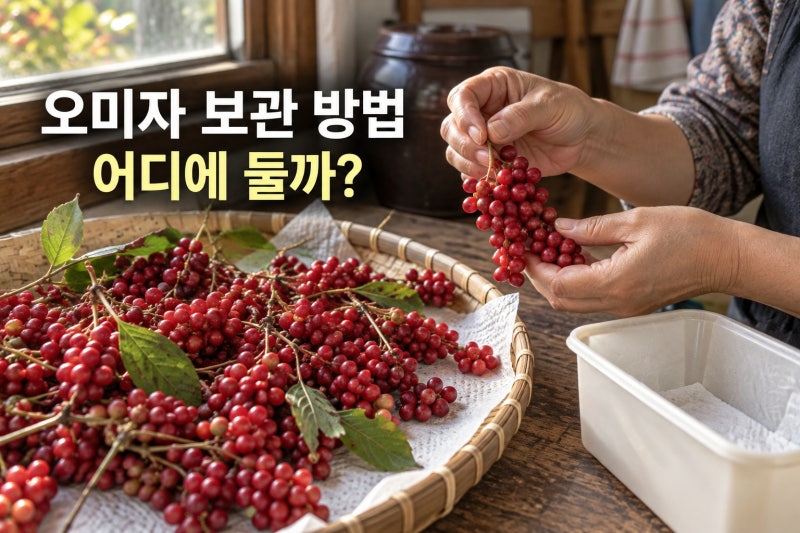 오미자 초보 가이드, 9월 중순 성숙부터 40~50℃ 건조까지 확인하는 순서 · 보관 방법