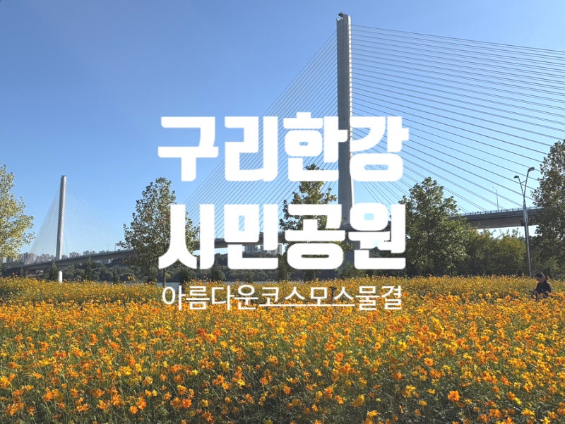 〔경기/구리〕2026구리코스모스축제 새로생긴주차장 10월14일개화상태 아름다운코스모스의물....