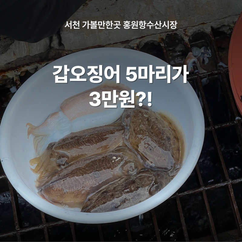 서천 가볼만한곳 홍원항수산시장 갑오징어회 1kg 3만원 현준수산 후기