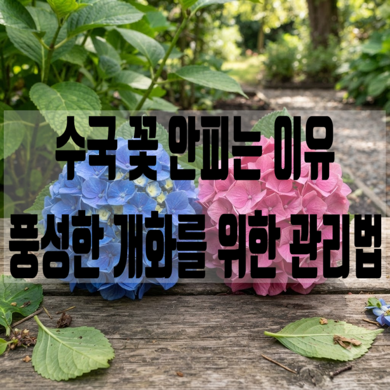 수국 키우기ㅣ꽃이 갈색으로 변하는 원인ㅣ꽃봉오리 맺는 법ㅣ물주기ㅣ수국 관리법