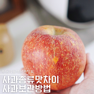 부사 홍로 감홍 뭐가 달라? 사과종류와 사과보관방법