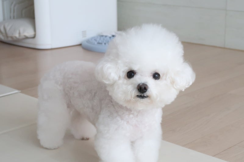 강아지 꿈 해몽, 하얀강아지가 나오는 꿈 행운일까?