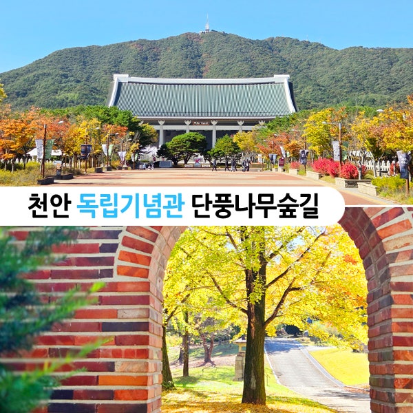 천안 독립기념관 단풍나무숲길 힐링 축제 야경 일정 가을 산책로 여행