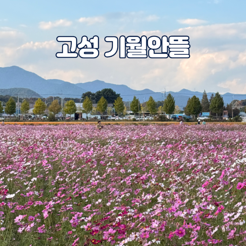 경남 고성 가볼만한곳 아이와 다녀온 기월안뜰 코스모스 명소 박물관건너편(주차, 위치)