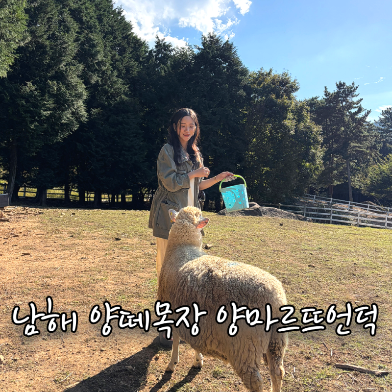 남해 가볼만한 곳 양떼목장 양마르뜨언덕 10월 아기랑 가기 좋은 곳 가족 여행 후기