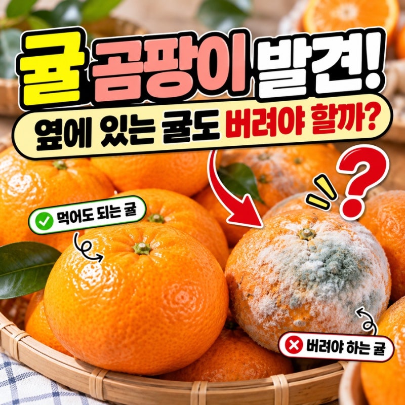 귤 곰팡이 발견! 옆에 있던 귤도 버려야 할까? 먹어도 되는 귤 구별법과 보관법