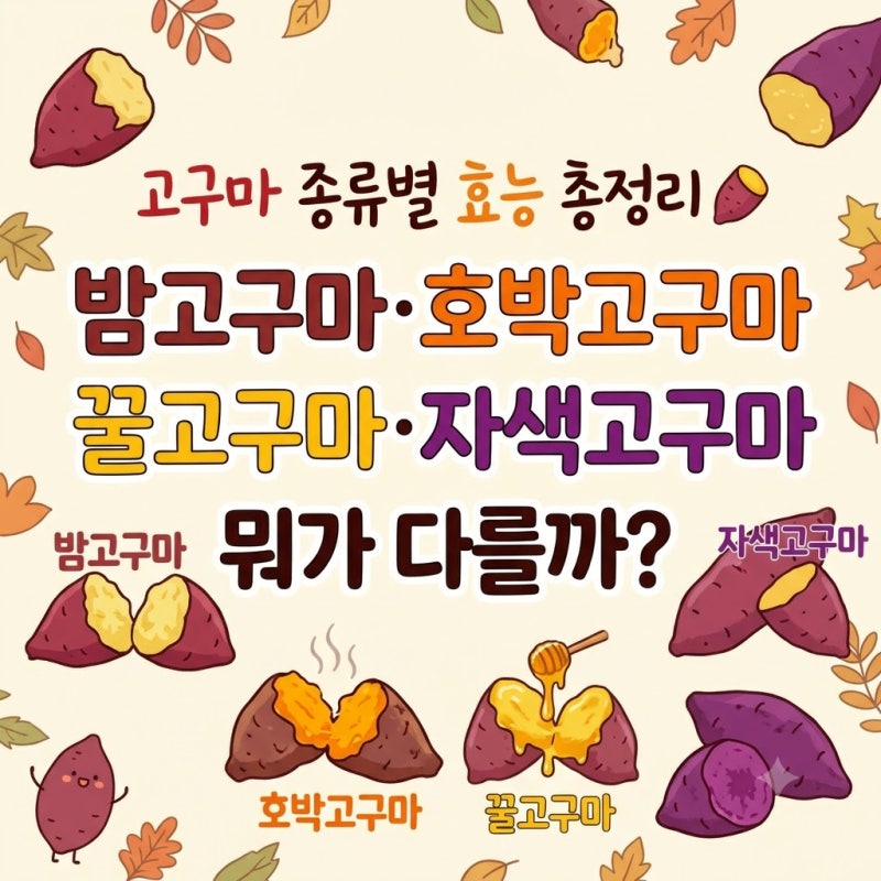 고구마 종류별 효능 총정리 밤고구마·호박고구마·꿀고구마·자색고구마 뭐가 다를까?