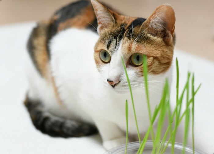 고양이 캣그라스 키우기 고양이가 풀을 먹는다고?