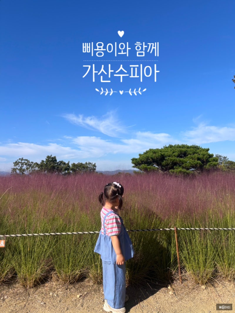 [칠곡군] 가산수피아 아이와 주말 나들이공룡공원부터 핑크뮬리까지!