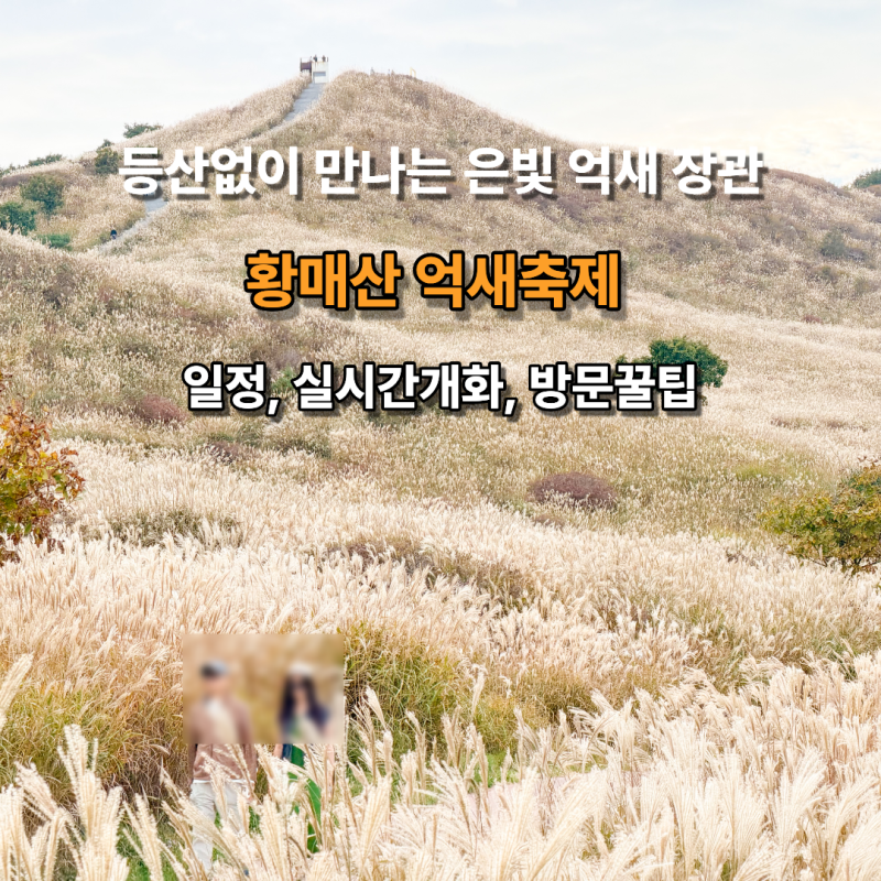 합천가볼만한곳 황매산 억새축제 일정 실시간 현황 주차 애견동반 방문꿀팁