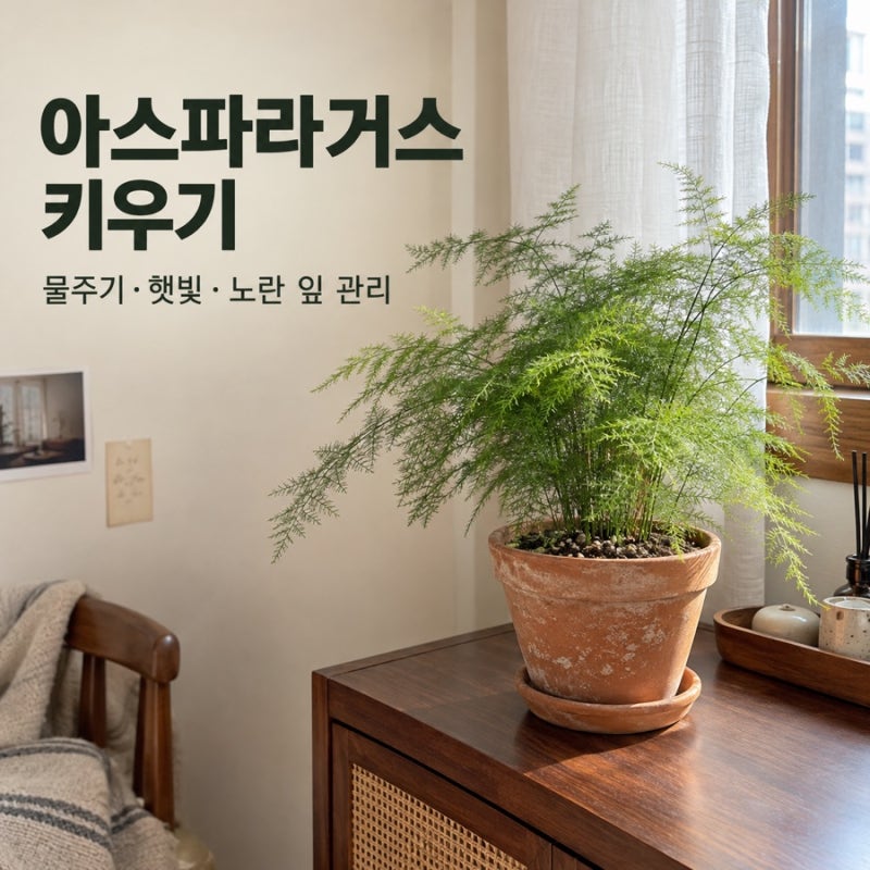 아스파라거스 키우기 물주기 햇빛, 노란 잎 생겼을 때 관리법