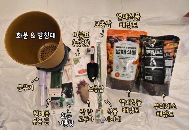 다이소 원예용품으로 아이랑 방울토마토 키우기 + 싹 난 고구마 심기