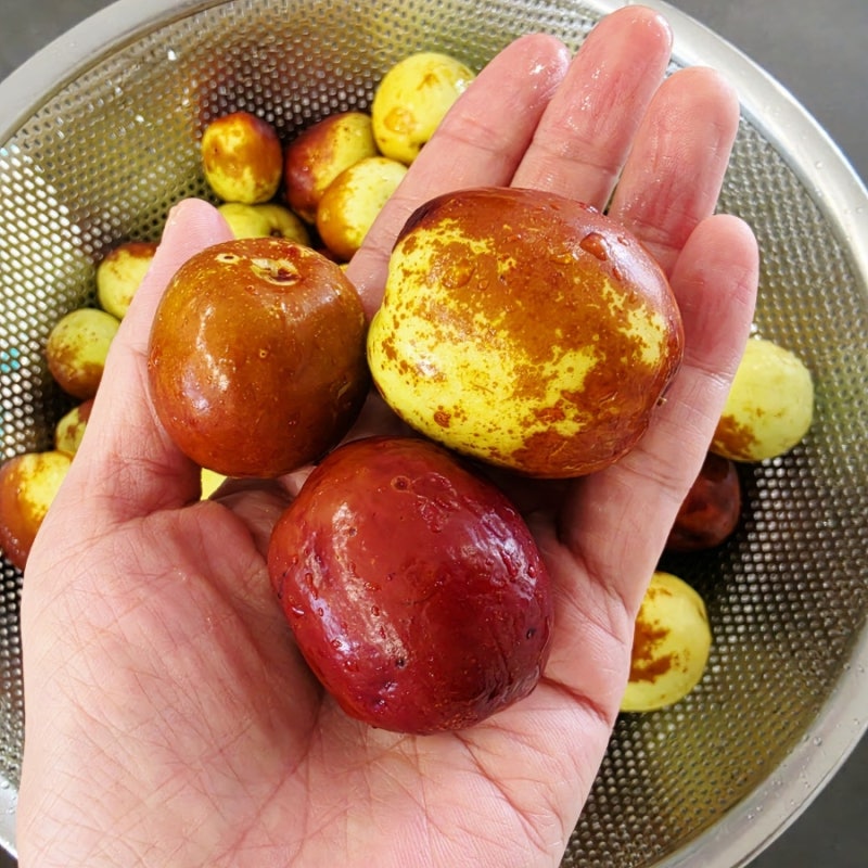 사과대추효능 칼로리 및 당뇨 주의점 보관법 총정리