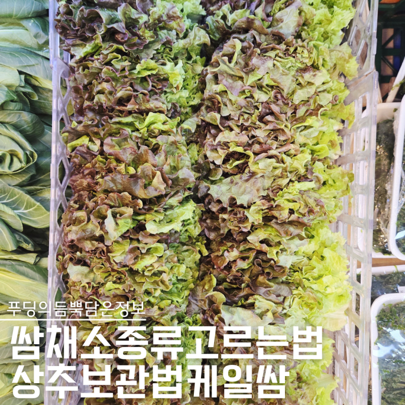 쌈채소종류 뭐 고를까? 상추보관법과 케일쌈까지