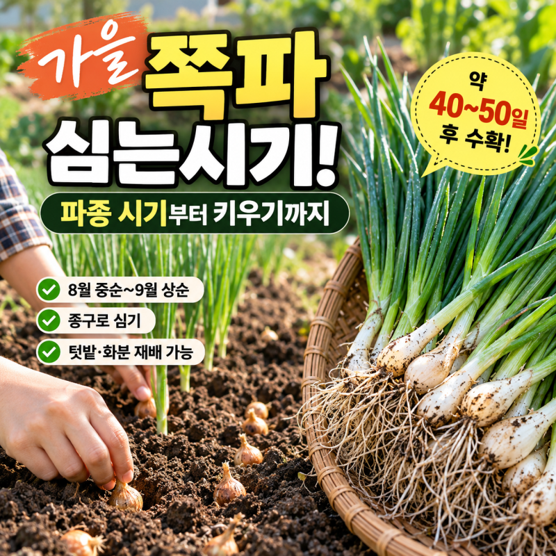 가을 쪽파 심는시기! 파종 시기부터 키우기까지
