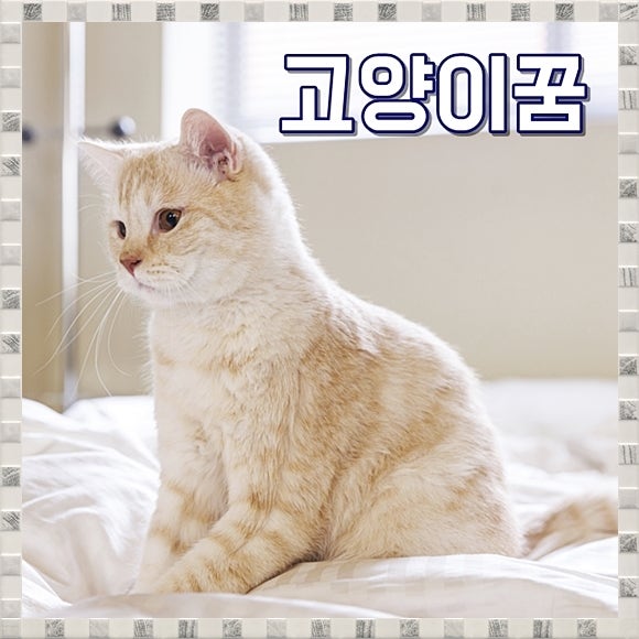 고양이꿈 해몽 고양이가핥는꿈 상황별 풀이 총정리