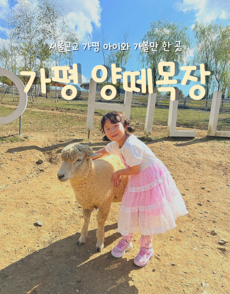 가평아이와가볼만한 양떼목장 알파카 양 먹이주기 솔직 후기
