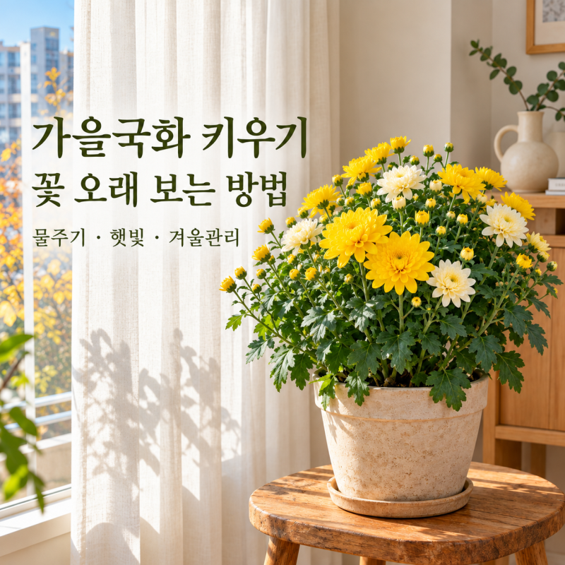 가을국화 키우기｜물주기부터 꽃 오래 보는 방법, 겨울 월동까지