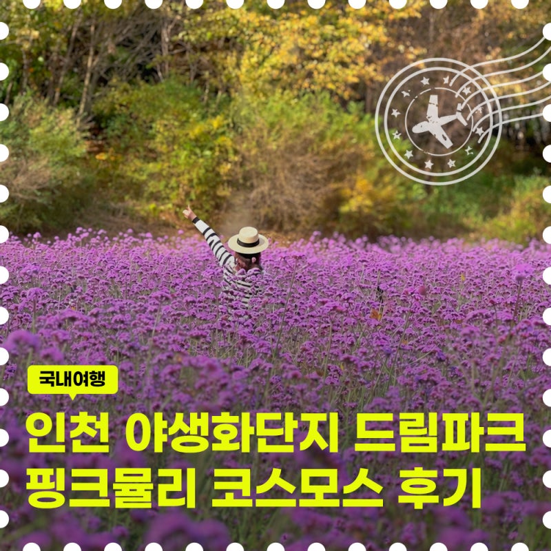 인천 핑크뮬리 드림파크 야생화단지 국화축제 첫날 개화상태 주차 애견동반 후기