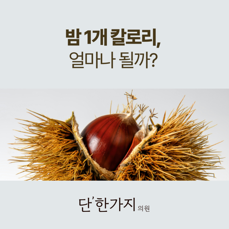 밤 칼로리 총정리｜밤 1개 칼로리부터 군밤, 삶은 밤 영양성분까지
