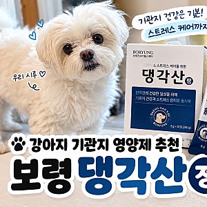 강아지 기관지 영양제 추천｜“보령 댕각산 정” 말티즈 급여 후기 (기관지+스트레스 케어)