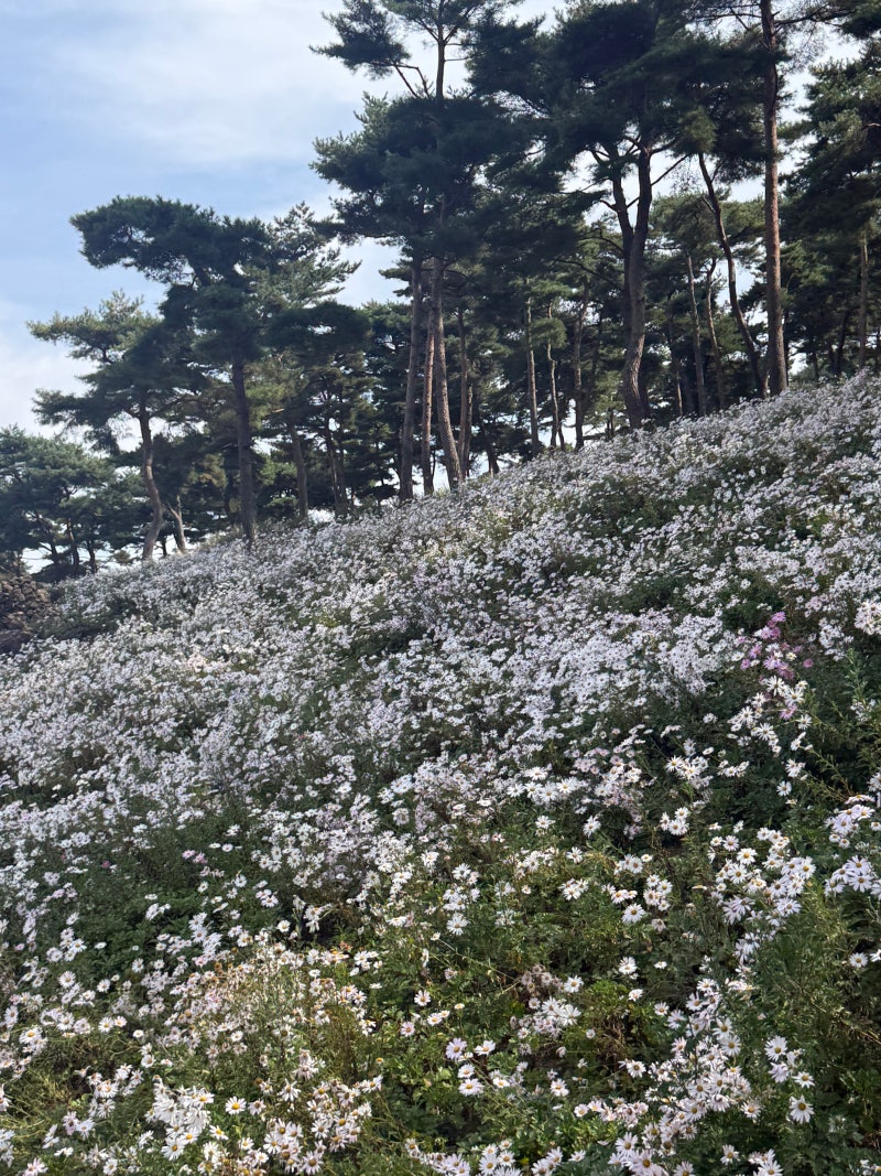 가을 정읍 여행 가볼 만한 곳 제19회 정읍 구절초 꽃축제 방문 후기