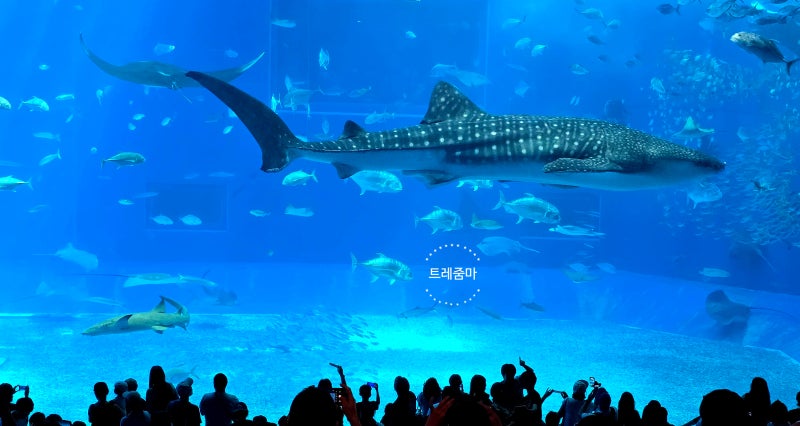 오키나와 추라우미 수족관 가는법, 압도적인 크기의 고래상어부터 에메랄드빛 바다까지