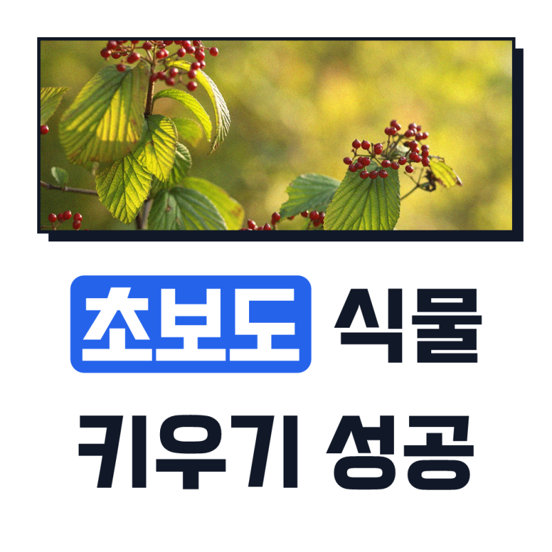 레몬밤 허브 키우기 쉬운 화분 식용 허브 농장 잎 모종 식물 종류