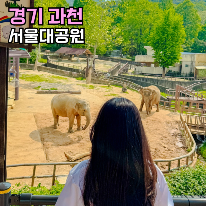 과천 서울대공원 동물원 리프트 패키지 할인 주차장 후기