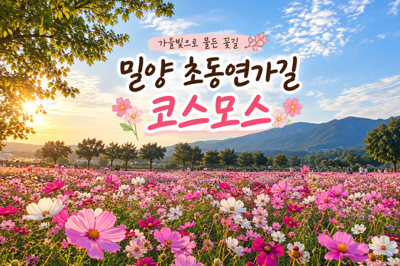 부산근교 밀양 코스모스 명소 초동연가길 10월 가볼만한곳 꽃구경 산책코스 가을꽃 명소 나....