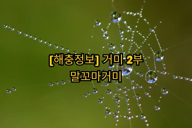 해충정보-거미[1부] 집 안에 둥근 배를 가진 작은 거미, 말꼬마거미 특징과 관리법