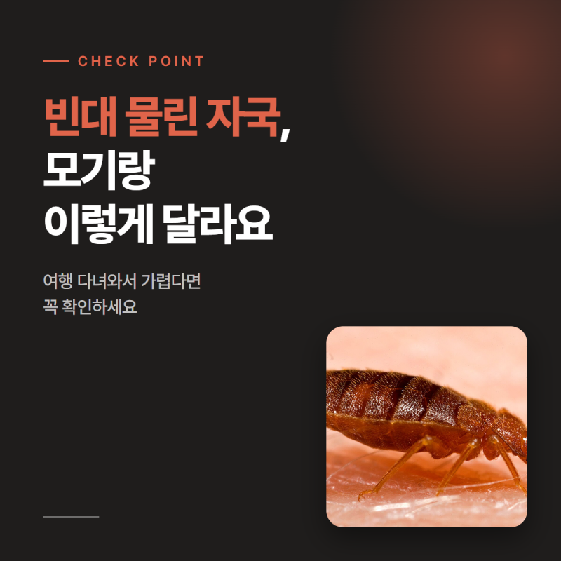 빈대 물린 자국, 모기랑 이렇게 달라요… 여행 다녀와서 가렵다면 확인하세요