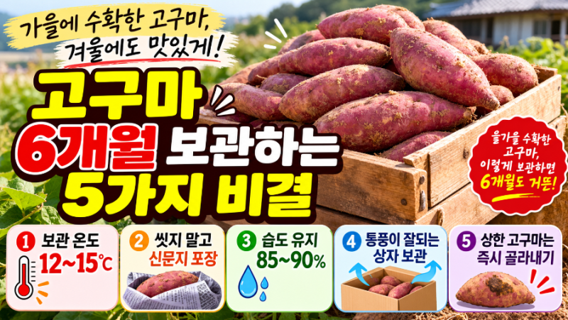 고구마 보관법 총정리!