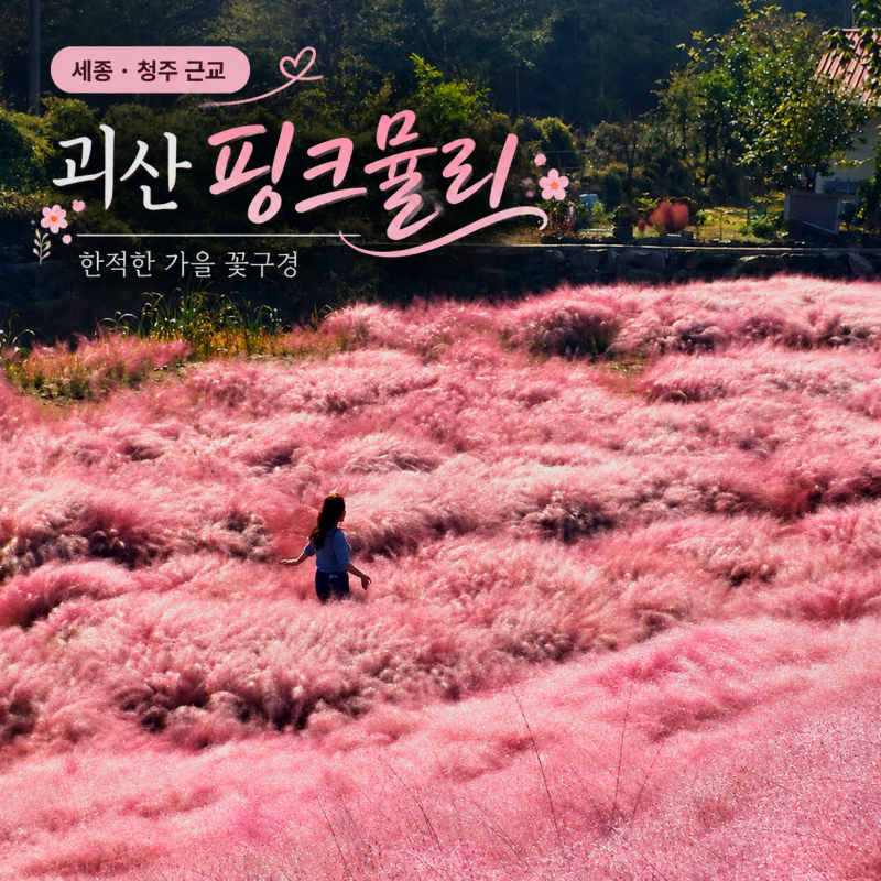 괴산 가볼만한곳 핑크뮬리 개화상황 핑크힐 글라스정원｜10월 세종 청주 근교 꽃구경