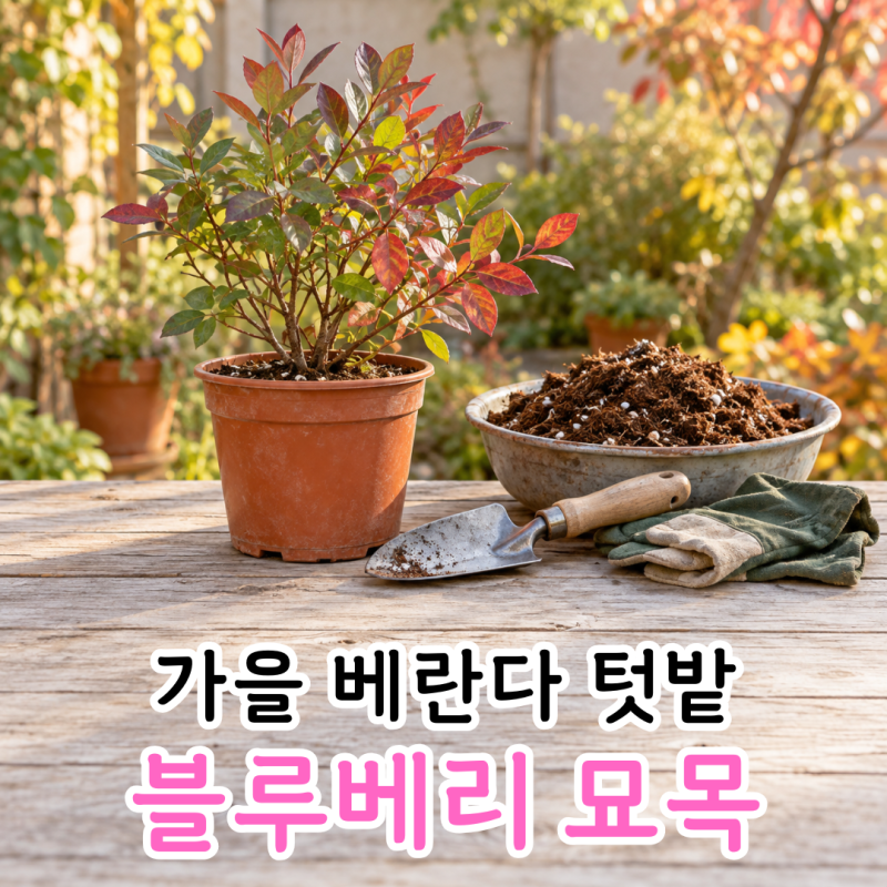 블루베리 묘목 심는 시기 언제? 가을 심기와 화분 흙 준비방법
