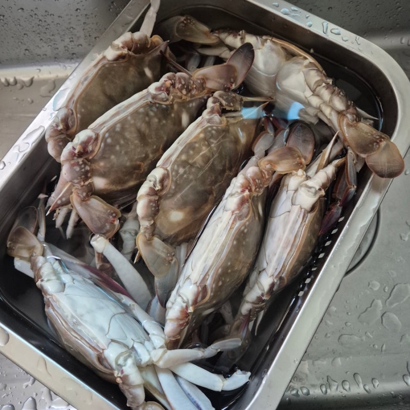 집에서 꽃게찜 맛있게 찌는법 손질부터 찌는 시간까지